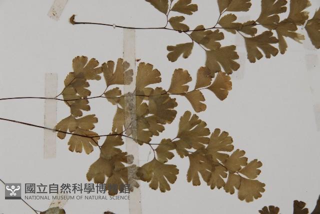 鐵線蕨藏品圖，第4張