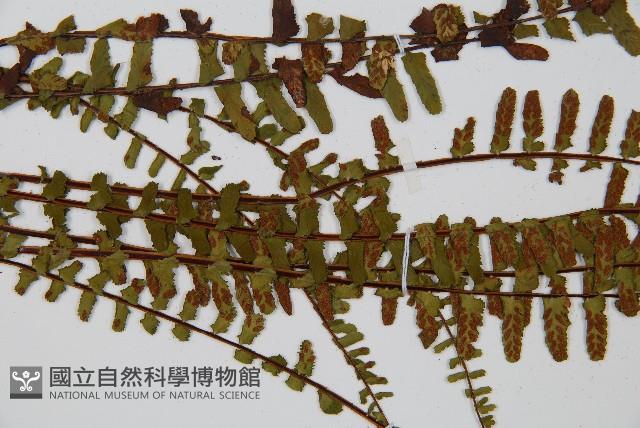 三翅鐵角蕨藏品圖，第4張