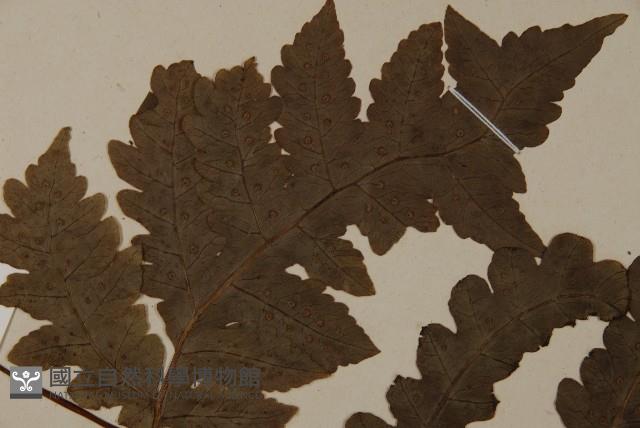 陰地三叉蕨藏品圖，第4張