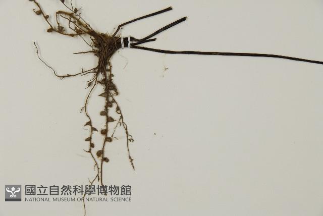 長尾鐵線蕨藏品圖，第4張