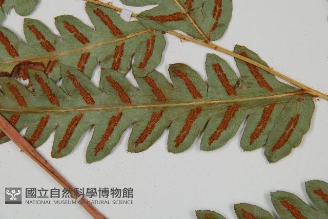 日本狗脊蕨藏品圖，第4張