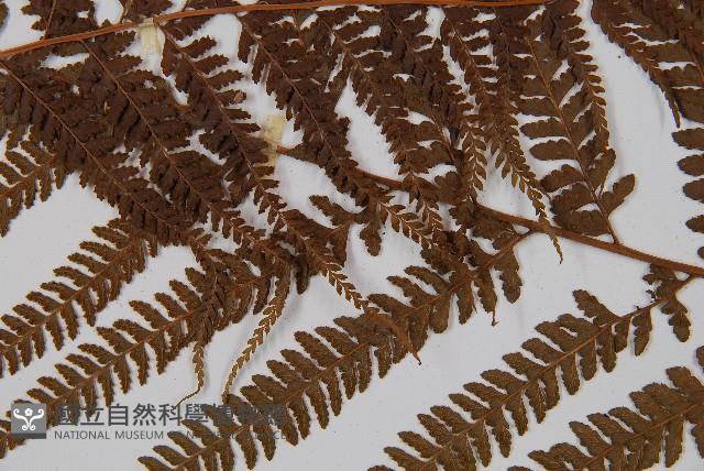 粗毛鱗蓋蕨藏品圖，第4張