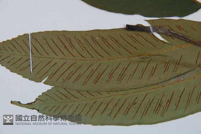 細柄雙蓋蕨藏品圖，第4張