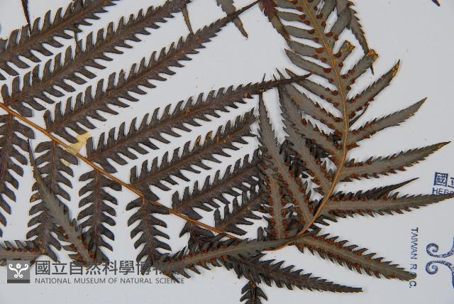 金狗毛蕨藏品圖，第3張