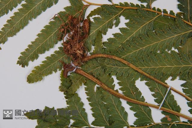 邊緣鱗蓋蕨藏品圖，第4張