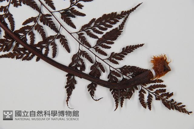 大葉骨碎補、台灣骨碎補、骨碎補藏品圖，第4張