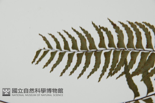 單邊鐵角蕨藏品圖，第4張