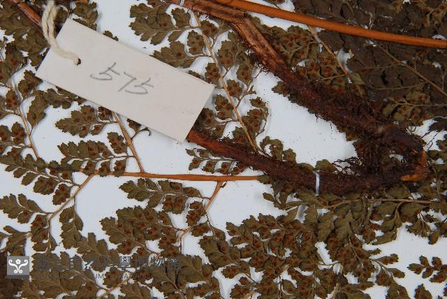 臺灣兩面複葉耳蕨藏品圖，第4張