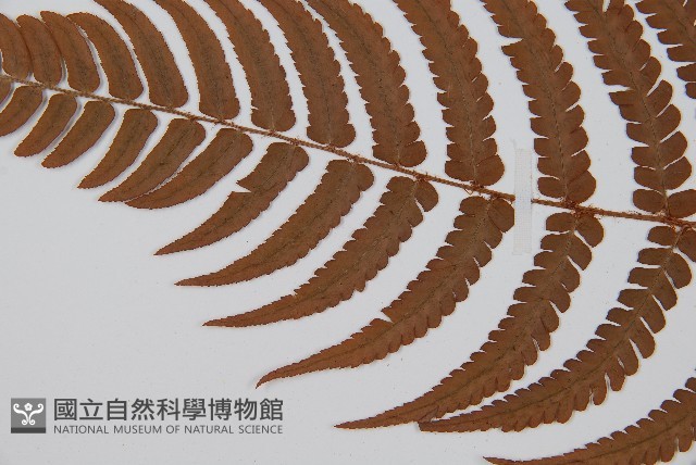 黑足鱗毛蕨藏品圖，第4張