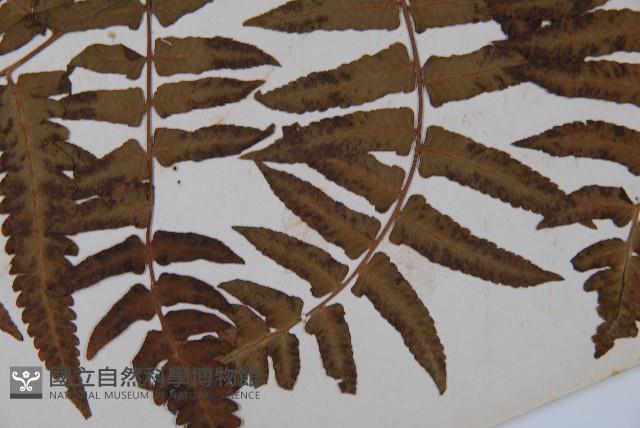 菜蕨藏品圖，第4張