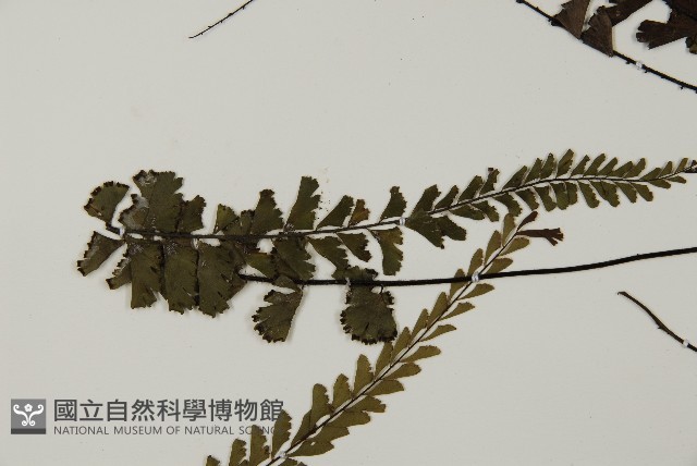 馬來鐵線蕨藏品圖，第7張