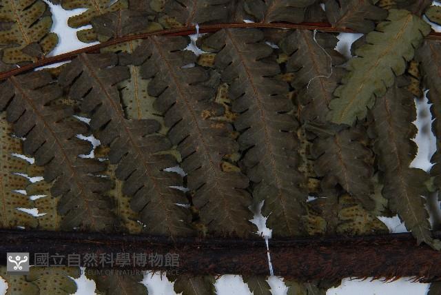 韓氏黑桫欏藏品圖，第4張