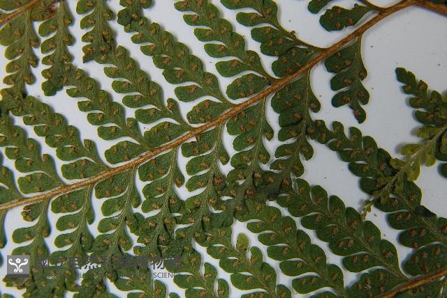 毛囊鱗蓋蕨藏品圖，第4張