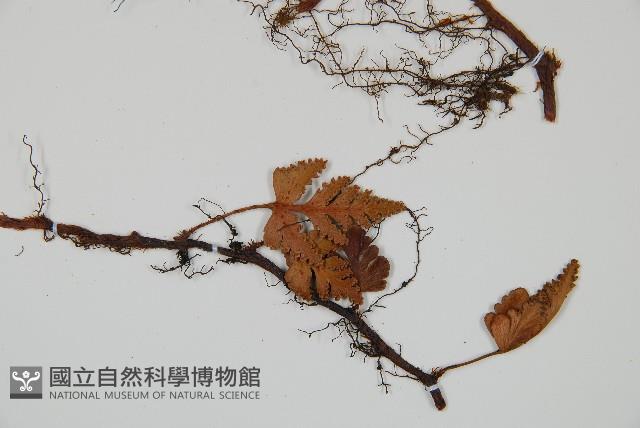 陰石蕨藏品圖，第4張