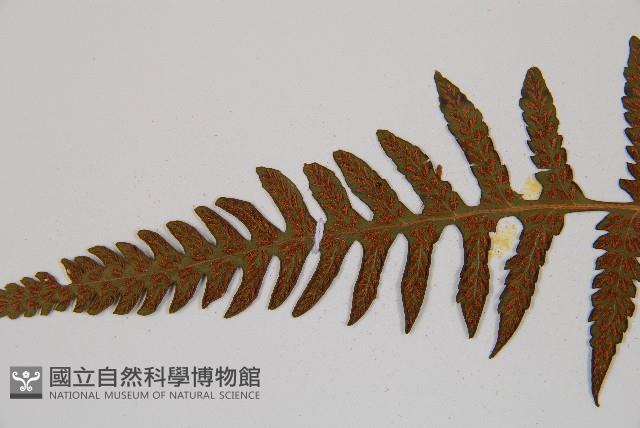 假蹄蓋蕨、東洋蹄蓋蕨藏品圖，第4張