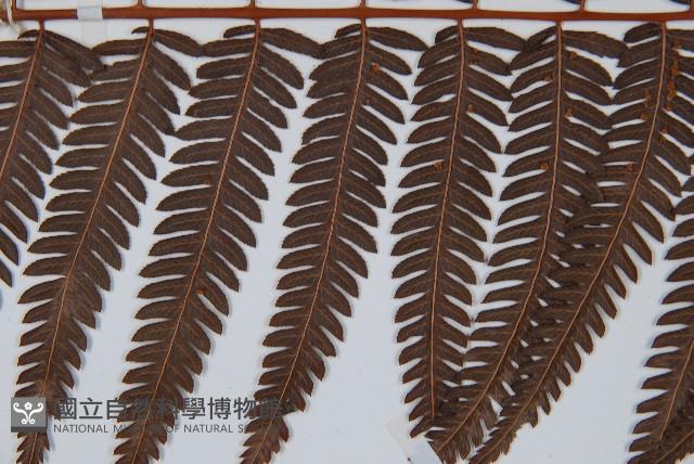 金狗毛蕨藏品圖，第4張