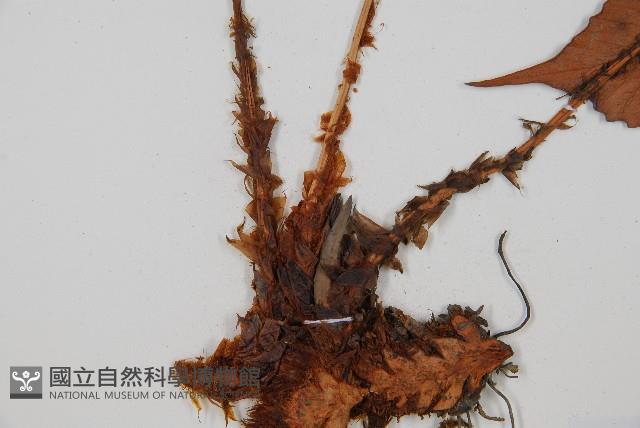 全緣貫眾蕨藏品圖，第3張