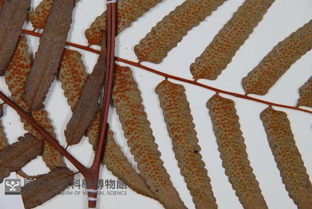 黑桫蕨藏品圖，第4張