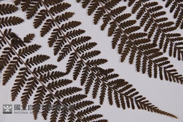 白鱗肋毛蕨藏品圖，第4張