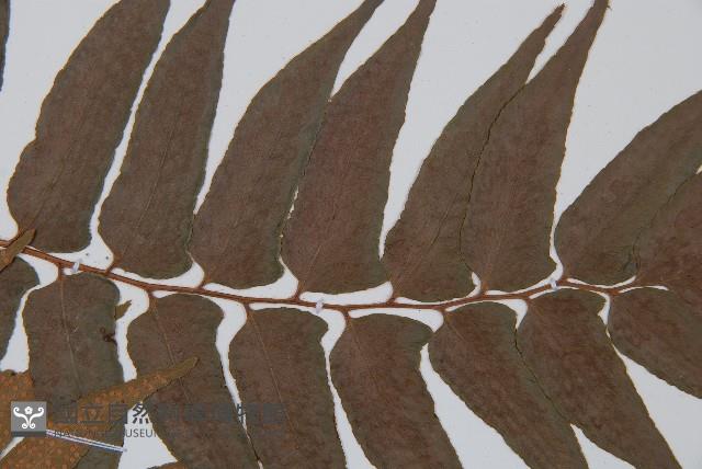 貫眾蕨藏品圖，第4張