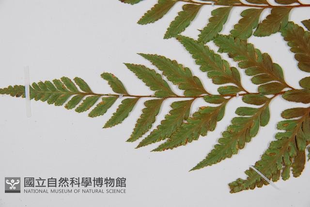 闊葉骨碎補藏品圖，第4張