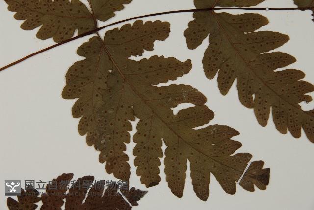 陰地三叉蕨藏品圖，第4張