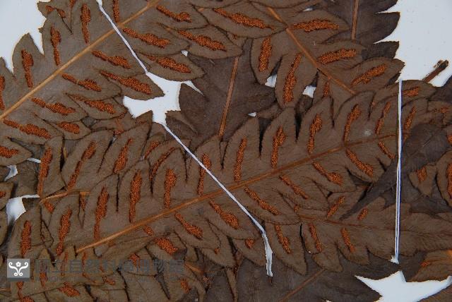 日本狗脊蕨藏品圖，第4張