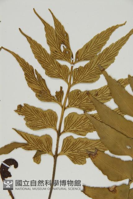 鐮葉鐵角蕨藏品圖，第4張