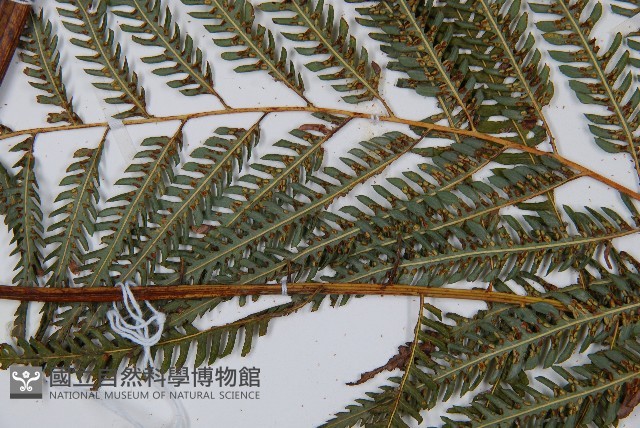 臺灣金狗毛蕨藏品圖，第4張