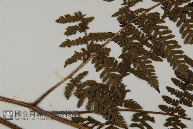 肋毛蕨藏品圖，第4張