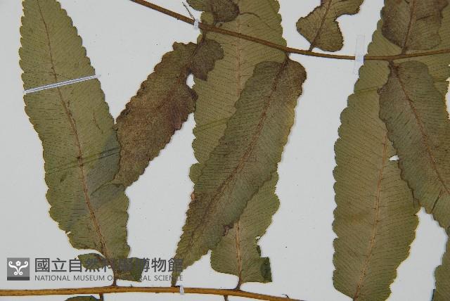 登錄號:P010044藏品圖，第4張