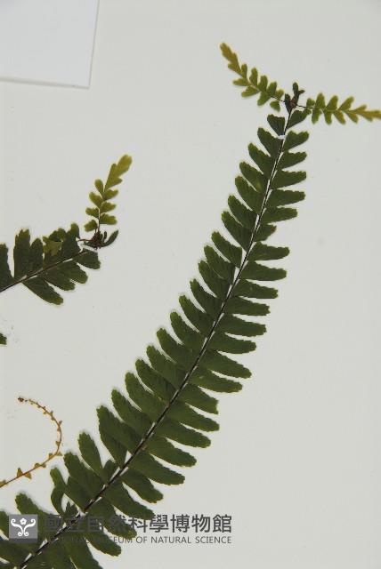 生芽鐵角蕨藏品圖，第4張