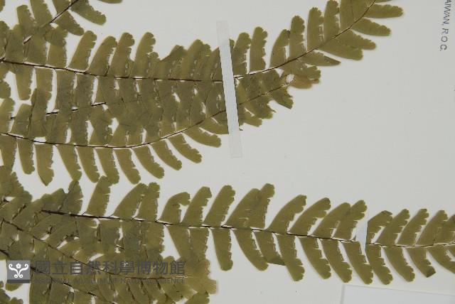 掌葉鐵線蕨藏品圖，第4張