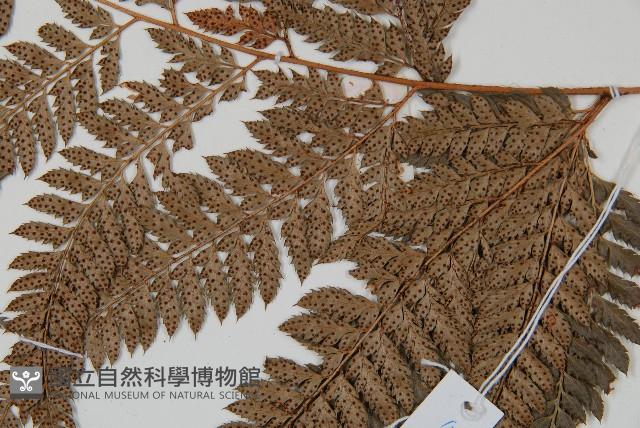 細葉複葉耳蕨藏品圖，第4張