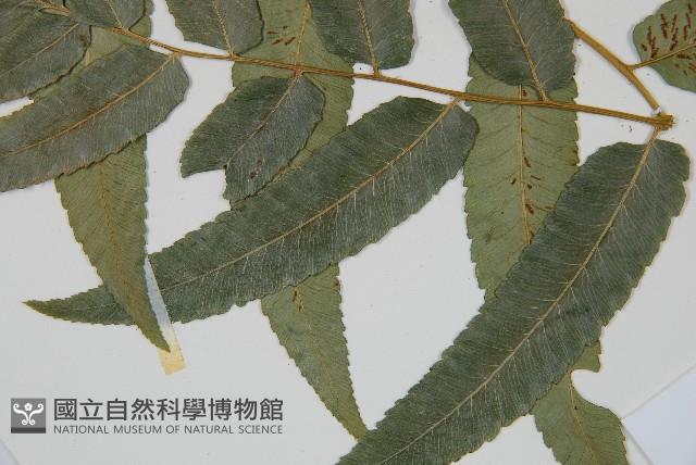 深山雙蓋蕨藏品圖，第4張