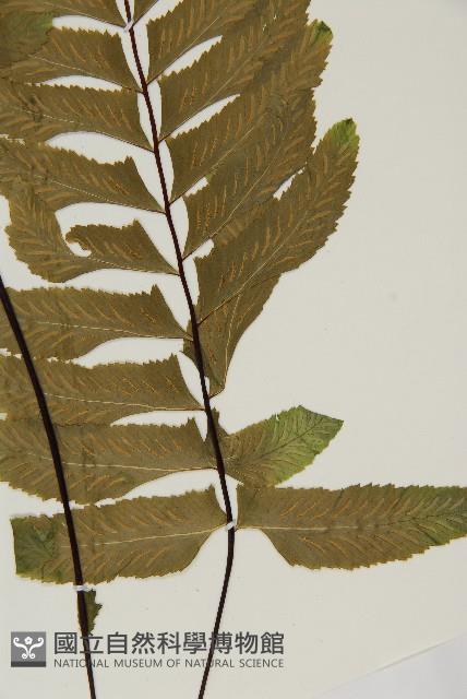 剪葉鐵角蕨藏品圖，第4張