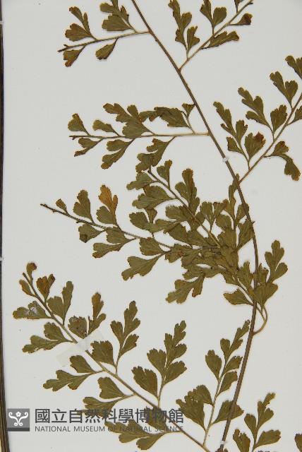 大黑柄鐵角蕨、黃鱗鐵角蕨、大羽鐵角蕨藏品圖，第4張