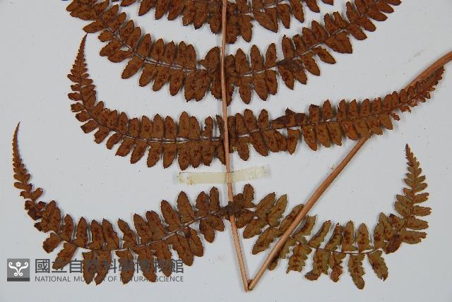 姬蹄蓋蕨藏品圖，第4張