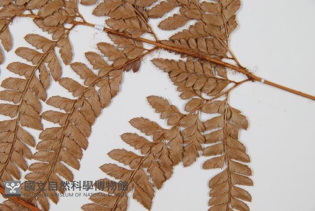 細葉複葉耳蕨藏品圖，第3張