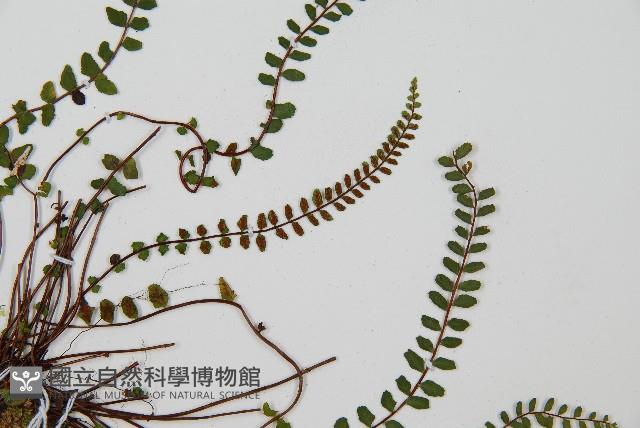 鐵角蕨藏品圖，第4張