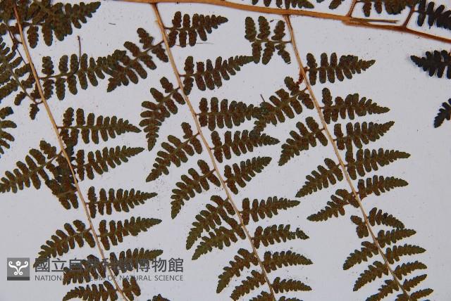 登錄號:P003644藏品圖，第4張