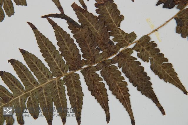 毛柄短腸蕨藏品圖，第4張