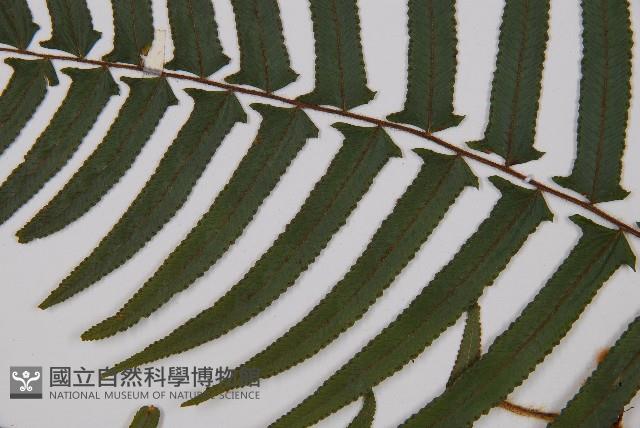 虎克氏鱗蓋蕨藏品圖，第4張