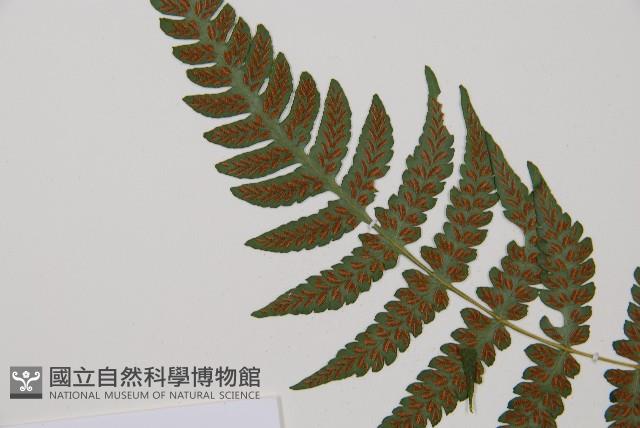 東洋蹄蓋蕨藏品圖，第4張