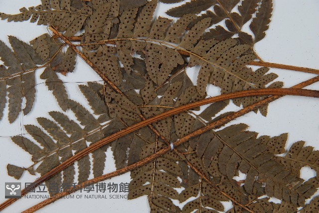 中華複葉耳蕨藏品圖，第4張