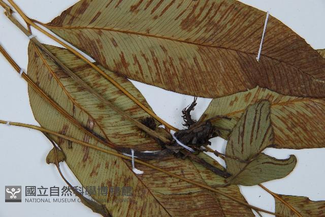 細柄雙蓋蕨藏品圖，第4張