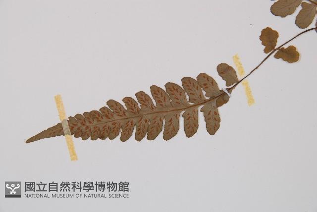 東洋蹄蓋蕨藏品圖，第4張