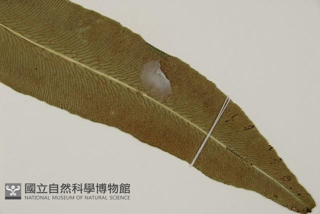 日本鳳丫蕨藏品圖，第7張