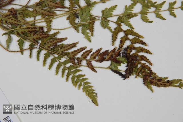 細毛碗蕨藏品圖，第4張