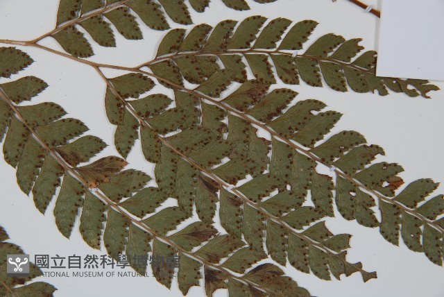 斜方複葉耳蕨藏品圖，第3張